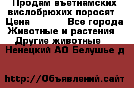 Продам въетнамских вислобрюхих поросят › Цена ­ 2 500 - Все города Животные и растения » Другие животные   . Ненецкий АО,Белушье д.